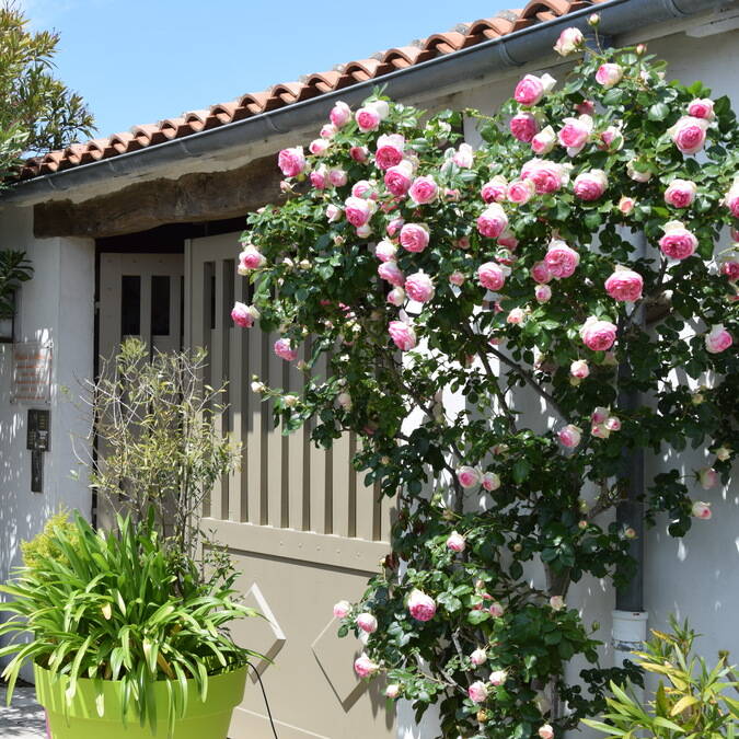 location de meublés saisonniers 2 à 5 personnes ile de ré résidence andrea